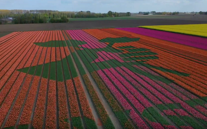 Screenshot_2020-04-26 (1) Amazing tribute to health care workers by Dutch tulip grower - spring 2020 - YouTube(1).1